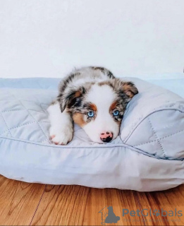 Foto №1. australian shepherd - zum Verkauf in der Stadt Мадрид | 284€ | Ankündigung № 109668