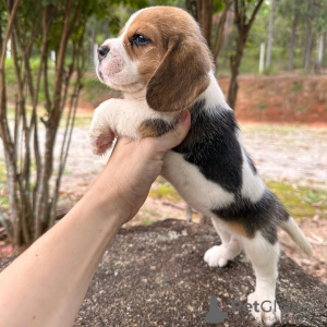 Foto №2 zu Ankündigung № 130752 zu verkaufen beagle - einkaufen Deutschland quotient 	ankündigung
