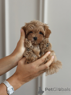 Foto №3. Entzückende Maltipoo-Welpen suchen ihr Zuhause für immer. Deutschland