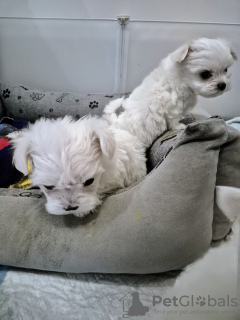 Foto №2 zu Ankündigung № 133584 zu verkaufen mischlingshund - einkaufen Polen quotient 	ankündigung