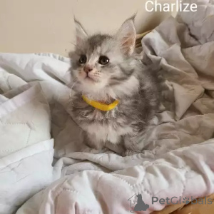 Foto №1. maine-coon-katze - zum Verkauf in der Stadt Affalterbach | 380€ | Ankündigung № 167247