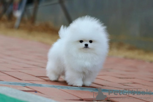 Foto №3. Wunderschöne Szpic Pommersche Welpen, 12 Wochen alt. Deutschland