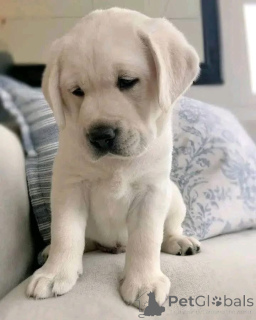 Foto №1.  - zum Verkauf in der Stadt Altoona | verhandelt | Ankündigung № 162431