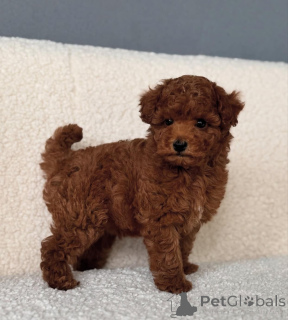 Foto №2 zu Ankündigung № 143524 zu verkaufen mischlingshund - einkaufen USA züchter