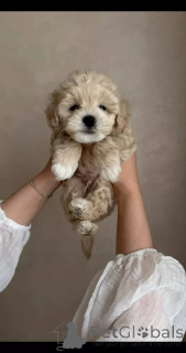 Foto №2 zu Ankündigung № 154869 zu verkaufen maltipu - einkaufen Deutschland züchter