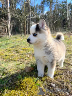 Foto №3. Pomsky von Pomeranian und Husky. Deutschland