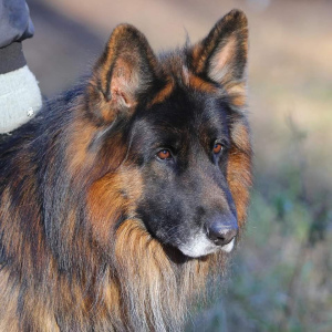 Foto №2 zu Ankündigung № 3890 zu verkaufen deutscher schäferhund - einkaufen Russische Föderation quotient 	ankündigung