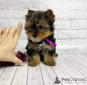 Foto №1. yorkshire terrier - zum Verkauf in der Stadt Montreal | 473€ | Ankündigung № 103604