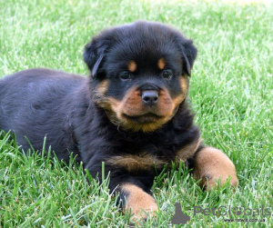Foto №3. Rottweiler-Welpen stehen zum Verkauf bereit. Deutschland