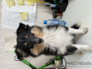 Foto №1. shetland sheepdog - zum Verkauf in der Stadt Tjumen | 739€ | Ankündigung № 111030