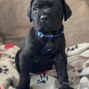 Foto №1. cane corso italiano - zum Verkauf in der Stadt Berlin | verhandelt | Ankündigung № 23914