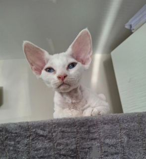 Foto №1. devon rex - zum Verkauf in der Stadt Odeenthal | 350€ | Ankündigung № 174774