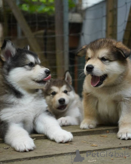 Foto №1. siberian husky - zum Verkauf in der Stadt Moskau | 5€ | Ankündigung № 155215