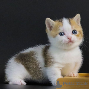 Foto №1. munchkin - zum Verkauf in der Stadt Köln | 250€ | Ankündigung № 155935