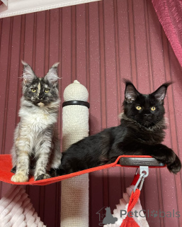 Foto №1. maine-coon-katze - zum Verkauf in der Stadt Stadt von London | verhandelt | Ankündigung № 160673