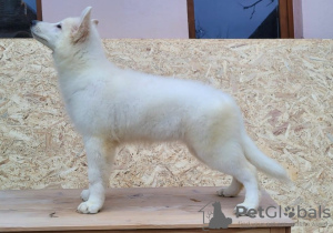 Foto №2 zu Ankündigung № 79381 zu verkaufen berger blanc suisse - einkaufen Rumänien züchter