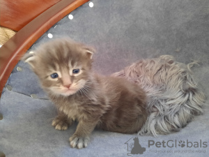 Foto №2 zu Ankündigung № 18597 zu verkaufen maine-coon-katze - einkaufen Polen züchter