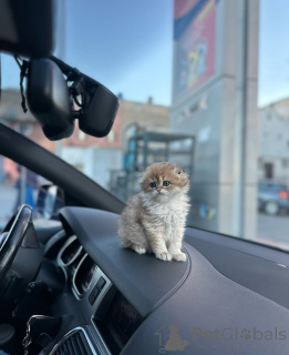 Foto №3. Wunderschöne Scottish Fold Kätzchen mit runden Gesichtern und großen Augen. Deutschland