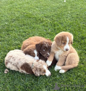Foto №3. Standard Australian Shepherd-Welpen suchen ihre Familie. Deutschland