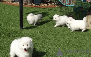 Foto №2 zu Ankündigung № 167514 zu verkaufen japan-spitz - einkaufen Dänemark quotient 	ankündigung, züchter