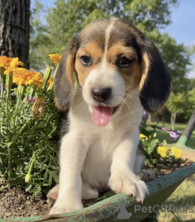 Foto №1. beagle - zum Verkauf in der Stadt El Paso | 615€ | Ankündigung № 50496