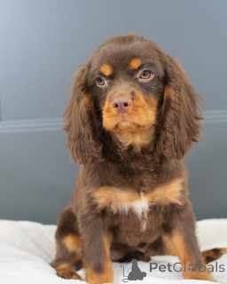 Foto №1. cavalier king charles spaniel - zum Verkauf in der Stadt Augustdorf | verhandelt | Ankündigung № 157214