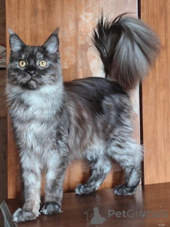 Foto №2 zu Ankündigung № 169614 zu verkaufen maine-coon-katze - einkaufen Italien quotient 	ankündigung