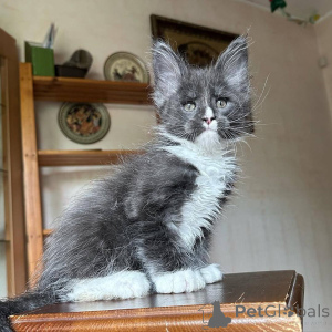 Foto №2 zu Ankündigung № 166769 zu verkaufen maine-coon-katze - einkaufen Frankreich quotient 	ankündigung, züchter