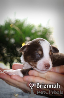Foto №2 zu Ankündigung № 167326 zu verkaufen miniatur-amerikanischer schäferhund (aussie) - einkaufen Polen quotient 	ankündigung, züchter