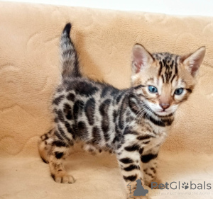 Foto №1. bengal katzenrasse - zum Verkauf in der Stadt Alicante | verhandelt | Ankündigung № 173049