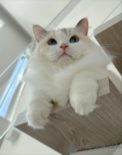 Foto №2 zu Ankündigung № 157127 zu verkaufen ragdoll-katze - einkaufen Schweden züchter