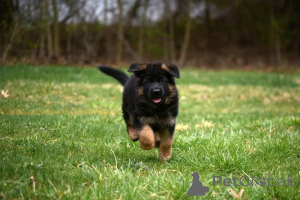 Foto №3. Deutsche Schäferhundwelpen Stehen zur Adoption Bereit. Deutschland