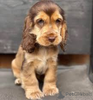 Foto №2 zu Ankündigung № 164314 zu verkaufen english cocker spaniel - einkaufen Frankreich quotient 	ankündigung, züchter