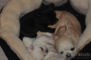 Zusätzliche Fotos: Reinrassige Chihuahua Welpen zu verkaufen.