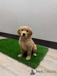 Foto №1. golden retriever - zum Verkauf in der Stadt Mailand | verhandelt | Ankündigung № 171209