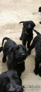 Foto №4. Ich werde verkaufen schnauzer in der Stadt Belgrad.  - preis - 600€