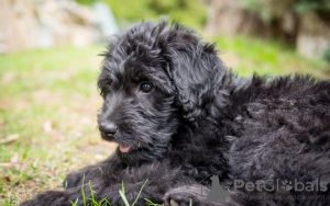 Foto №2 zu Ankündigung № 101237 zu verkaufen labradoodle - einkaufen Deutschland quotient 	ankündigung, züchter