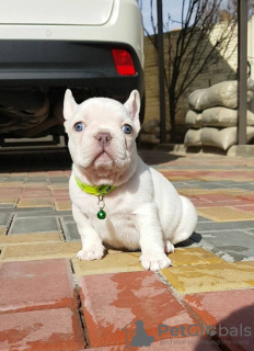 Foto №3. Wunderschöne Welpen der Französischen Bulldogge zu verkaufen.. Deutschland