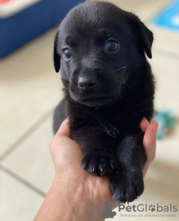 Foto №3. EIN SCHWARZER LABRADOR-WELPE. Spanien