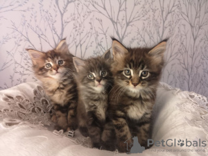 Zusätzliche Fotos: 2 gesunde Maine-Coon-Kätzchen zu verkaufen