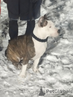 Foto №4. Ich werde verkaufen amerikanischer staffordshire terrier in der Stadt Киселевск. quotient 	ankündigung - preis - 123€