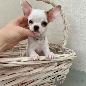 Foto №4. Ich werde verkaufen chihuahua in der Stadt Traxler. züchter - preis - verhandelt