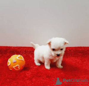 Foto №2 zu Ankündigung № 126865 zu verkaufen  - einkaufen Portugal 