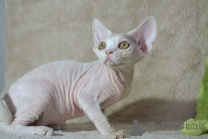 Foto №2 zu Ankündigung № 50106 zu verkaufen devon rex - einkaufen Russische Föderation vom kindergarten