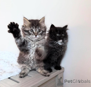 Foto №1. sibirische katze - zum Verkauf in der Stadt Berchtesgaden | Frei | Ankündigung № 139089