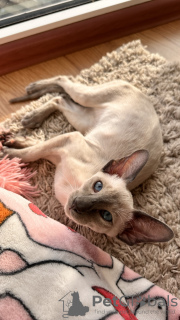 Foto №2 zu Ankündigung № 129437 zu verkaufen orientalisch kurzhaar - einkaufen Ukraine quotient 	ankündigung