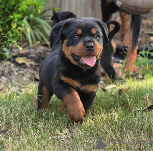 Foto №2 zu Ankündigung № 157347 zu verkaufen rottweiler - einkaufen Deutschland quotient 	ankündigung, züchter