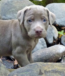 Foto №2 zu Ankündigung № 143460 zu verkaufen labrador retriever - einkaufen Frankreich quotient 	ankündigung