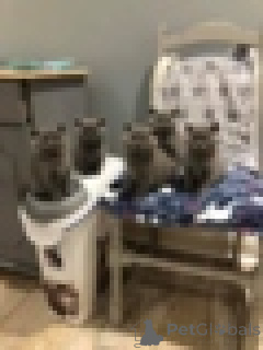 Foto №1. britisch kurzhaar - zum Verkauf in der Stadt Antwerpen | Frei | Ankündigung № 154170