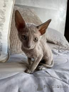 Foto №3. Cornish Rex ein echter Hingucker. Finnland